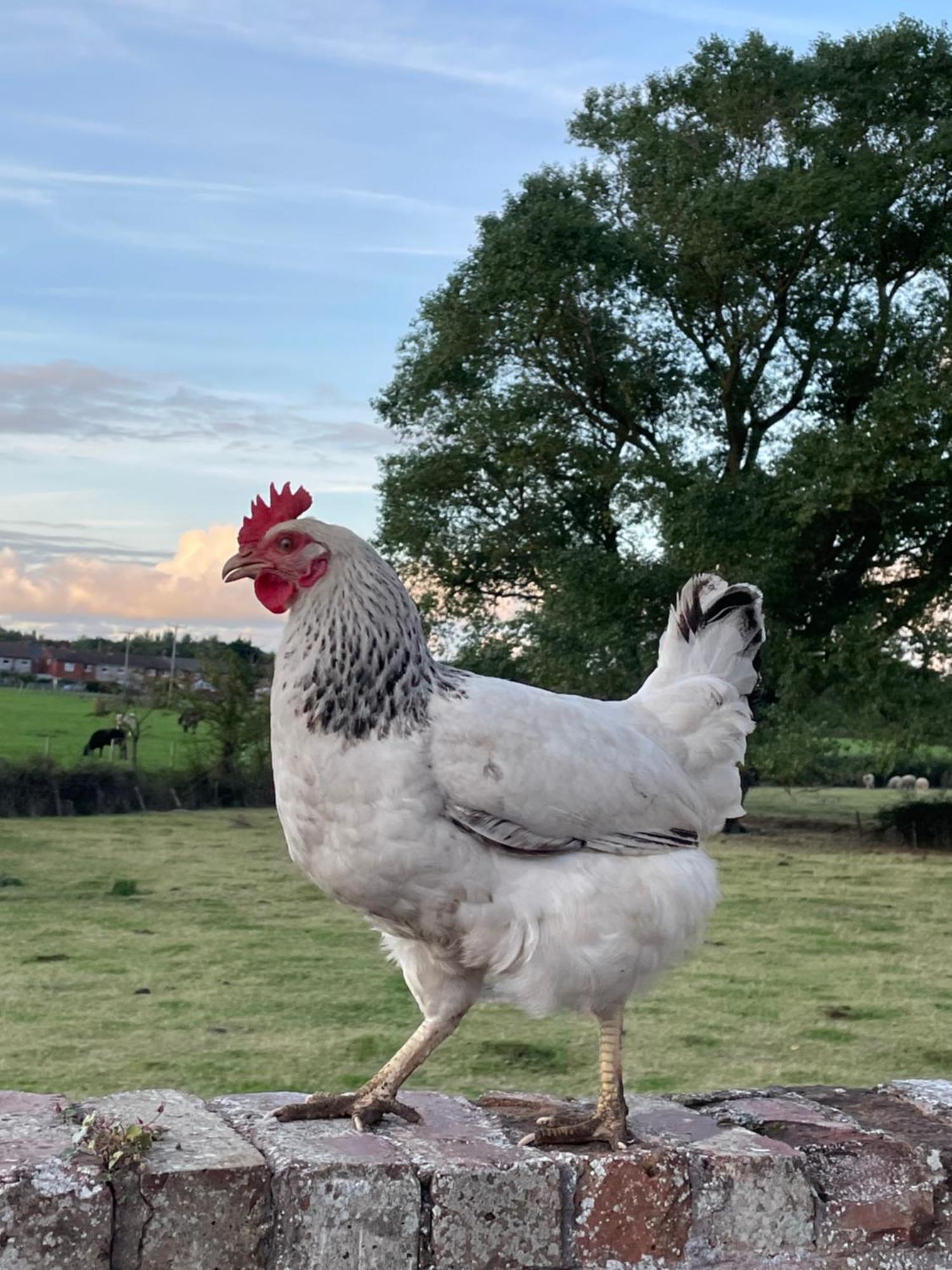 Abbey Farm Luxury Glamping Hotel Rhuddlan Kültér fotó