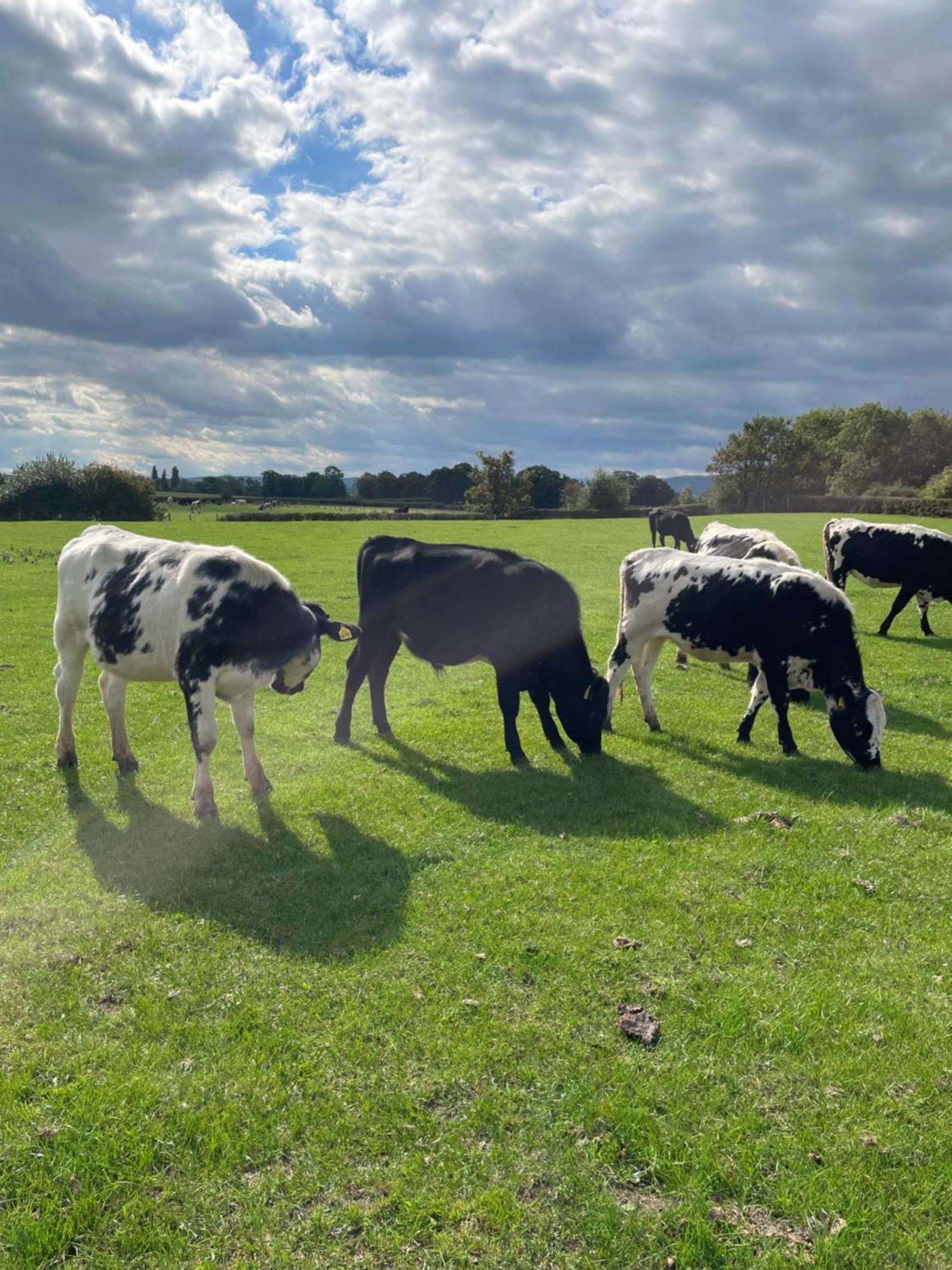 Abbey Farm Luxury Glamping Hotel Rhuddlan Kültér fotó